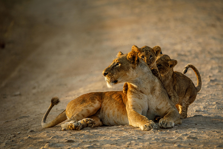 Lioness and her cubs in Nairobi National Park in Nairobi, Kenya.