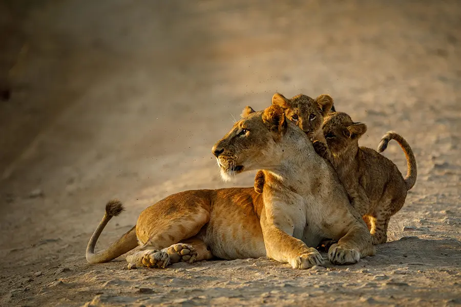 Lioness and her cubs in Nairobi National Park in Nairobi, Kenya.