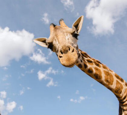 Ground view of a giraffe at Giraffe Manor in Nairobi, Kenya.