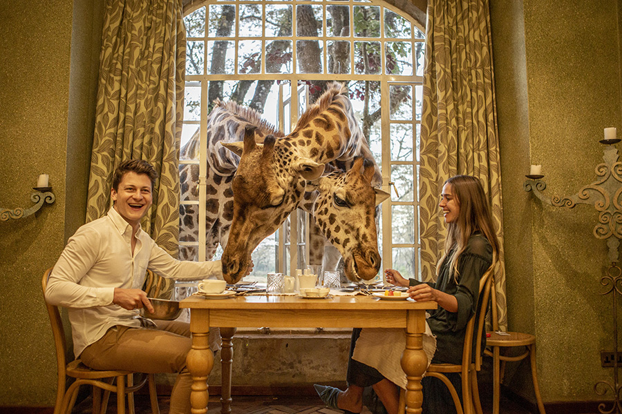 Couple feed giraffes at breakfast at Giraffe Manor in Nairobi, Kenya.