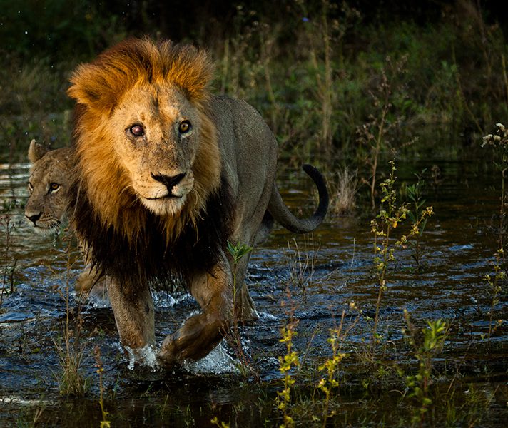 lion-in-water