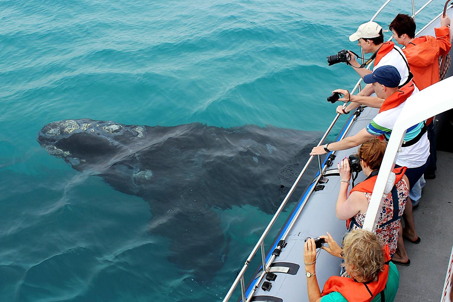 People take pictures of a Southern Right whale while whale watching in Hermanus, South Africa.