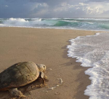 Vea nacer una nueva vida cuando las tortugas marinas anidan y eclosionan.