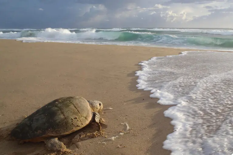 Vea nacer una nueva vida cuando las tortugas marinas anidan y eclosionan.