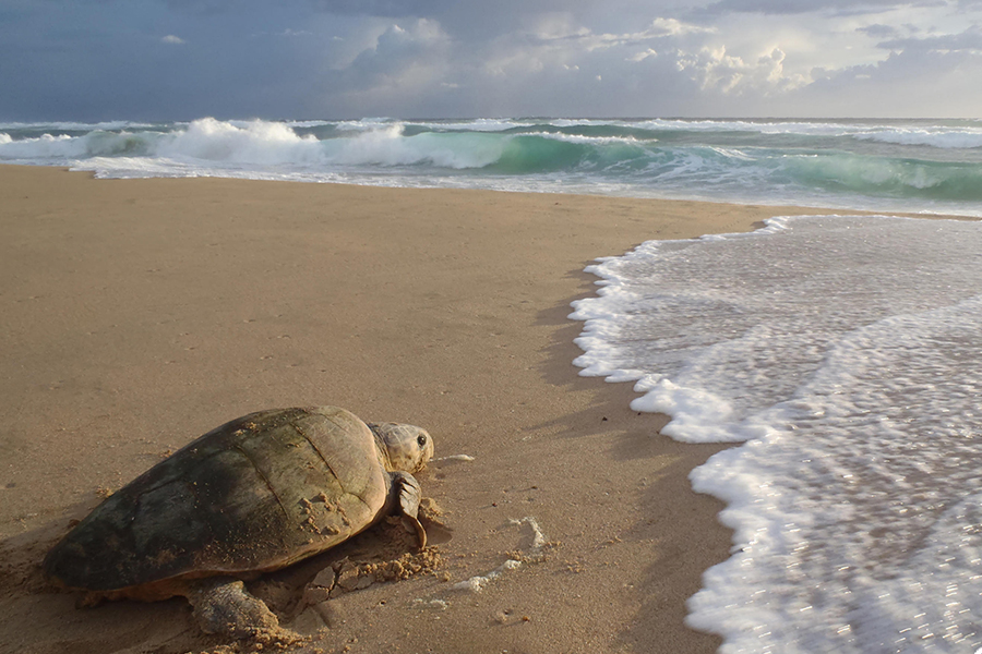 A turtle makes its way back to the ocean.