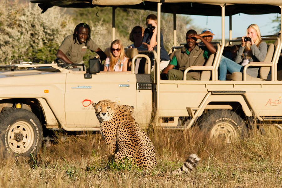 A cheetah is spotted on a game drive at the AfriCat Foundation in Namibia.