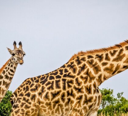 Where to Go in Africa to see Giraffe