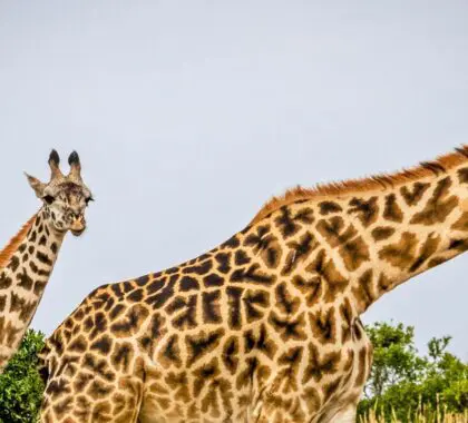 Dónde ir en África para ver jirafas