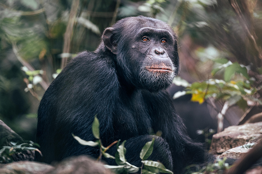 Chimpanzee in the forest of Rubondo Island, Tanzania.