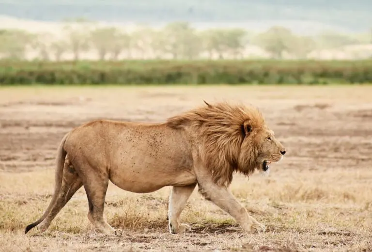 Sanctuary Retreats - Campamento en el cráter del Ngorongoro