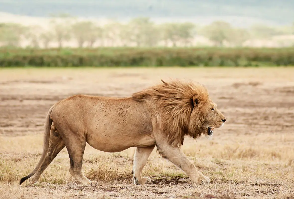 Sanctuary Retreats - Ngorongoro Crater Camp