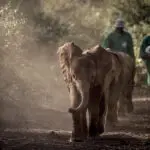 Visite el Daphne Sheldrick Wildlife Trust. 