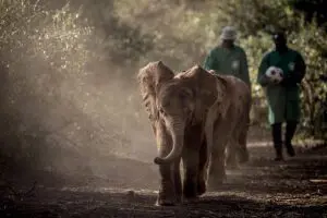Visite el Daphne Sheldrick Wildlife Trust. 