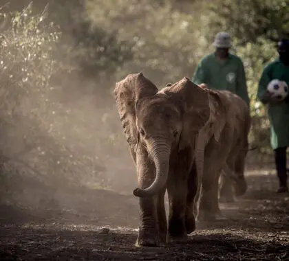Visite el Daphne Sheldrick Wildlife Trust. 