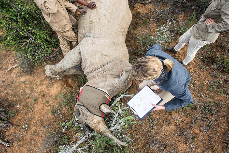 A rhino gets collared by researchers at Kwandwe Ecca Lodge in South Africa.