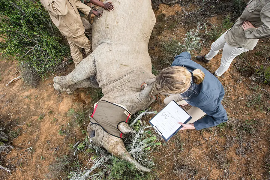 Los investigadores colocan el collar a un rinoceronte en el Kwandwe Ecca Lodge de Sudáfrica.
