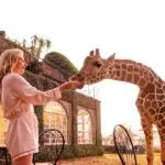 Jirafa alimentada a mano | The Giraffe Manor