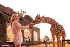 Jirafa alimentada a mano | The Giraffe Manor