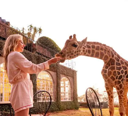 Hand-feed giraffe | The Giraffe Manor