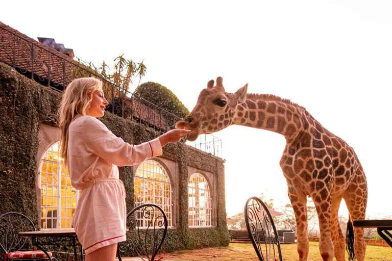 Hand-feed giraffe | The Giraffe Manor