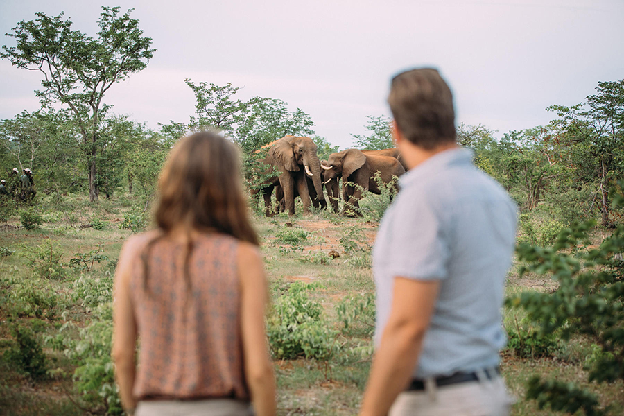 Two people, slightly out of focus, look across green shrubbery and surrounding trees at a small herd of elephants | Go2Africa