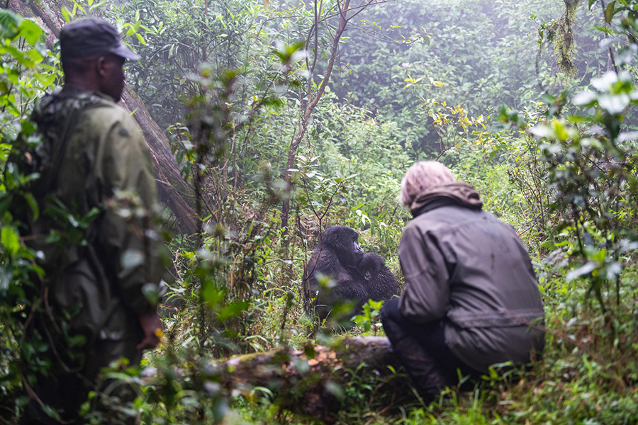 Guests on a gorilla trek in Volcanoes National Park, Rwanda.