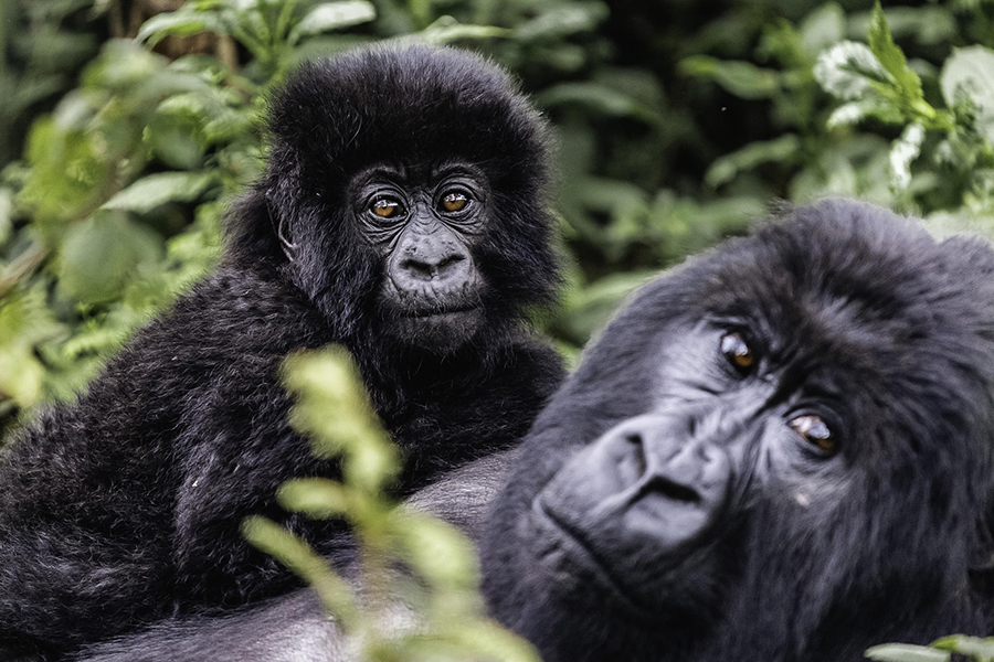 Front view of gorillas at Wilderness Sabyinyo Lodge in Volcanoes National Park, Rwanda.