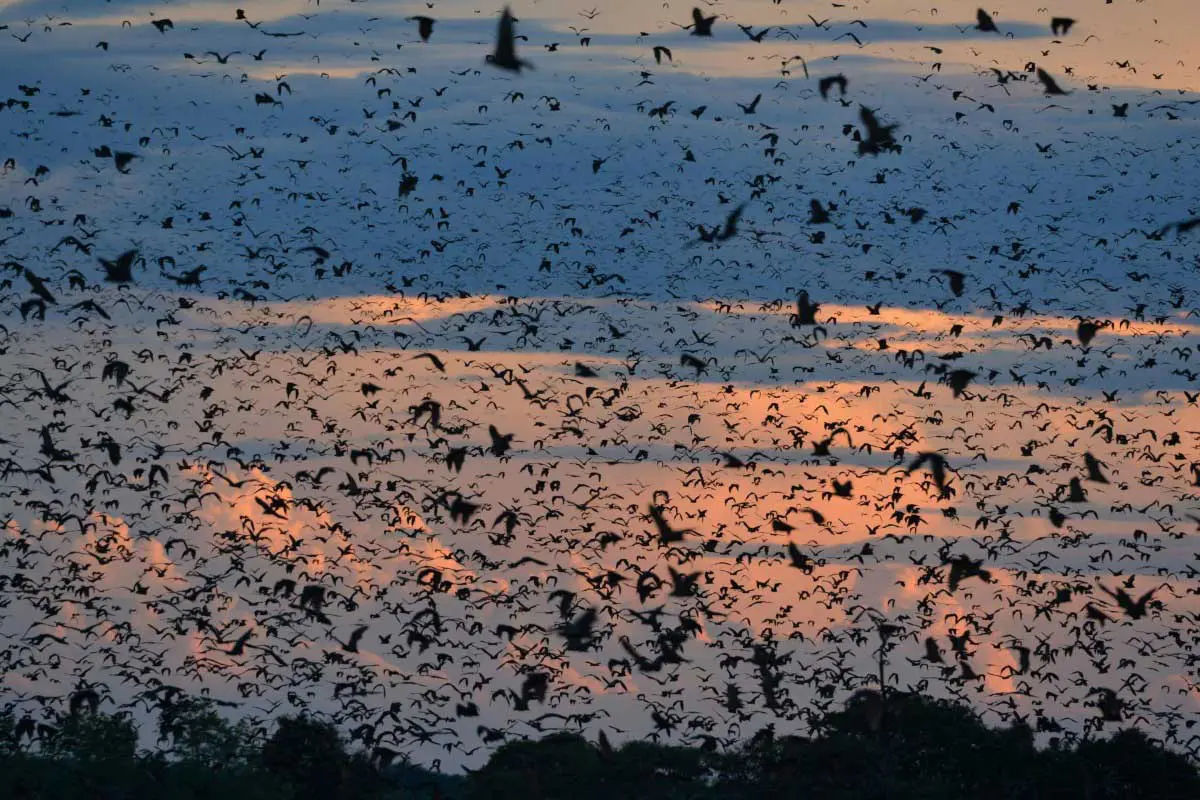Migración de murciélagos durante la puesta de sol en el Parque Nacional de Kasanka, Zambia
