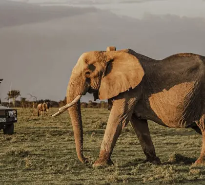 Los mejores safaris por África: Los 10 mejores