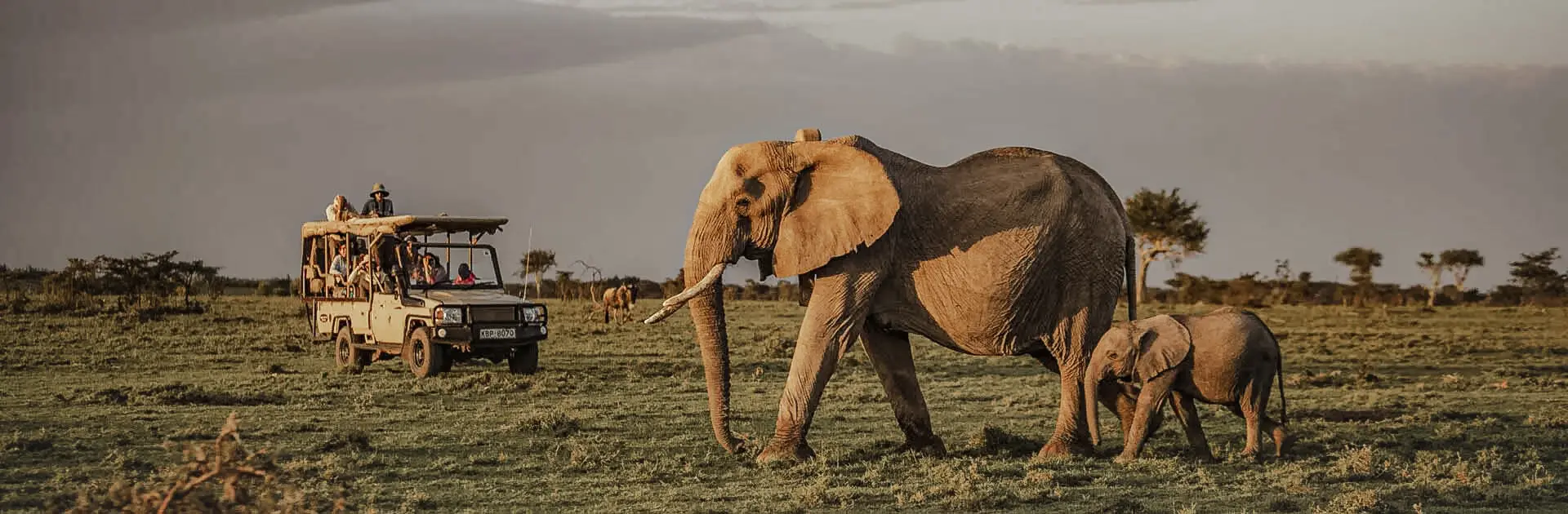 Elefantes avistados en un safari desde el Porini Lion Camp en Masai Mara, Kenia | Go2Africa