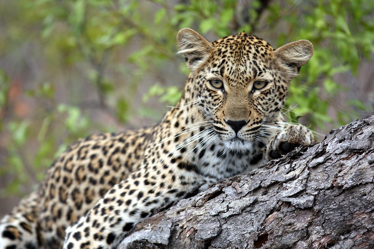Leopard sighting in Sabi Sands, South Africa | Go2Africa