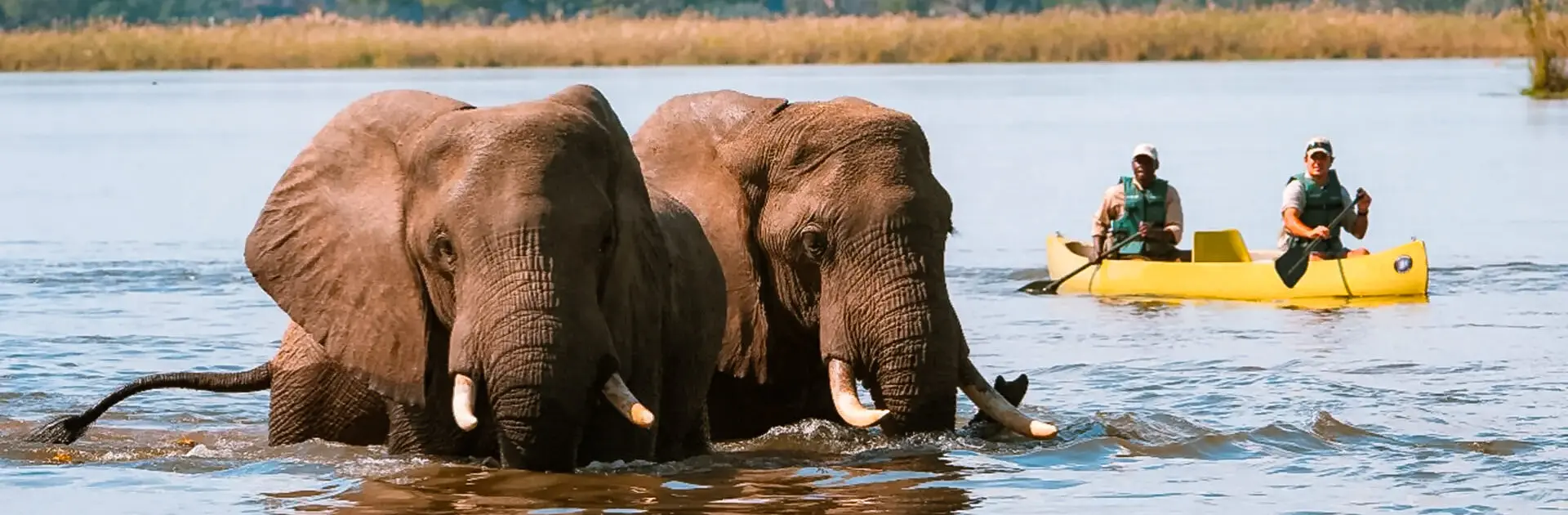 Dos elefantes se dirigen hacia la cámara con dos personas en una canoa amarilla detrás | Go2Africa