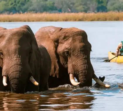 Las 6 mejores cosas que hacer en Zambia