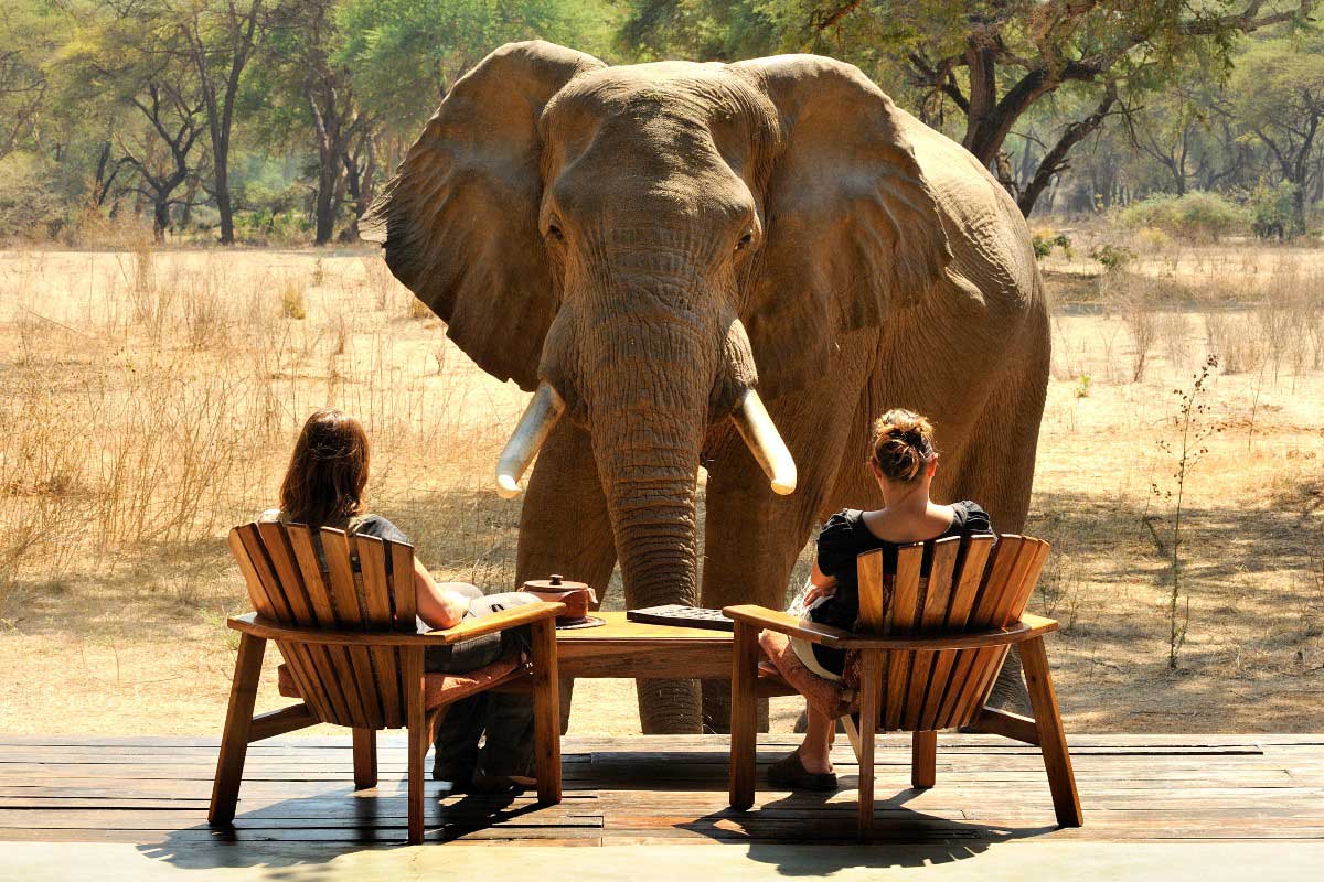 Nuestros expertos en safaris por África sentados en una terraza de Old Modoro muy cerca de un curioso elefante macho.