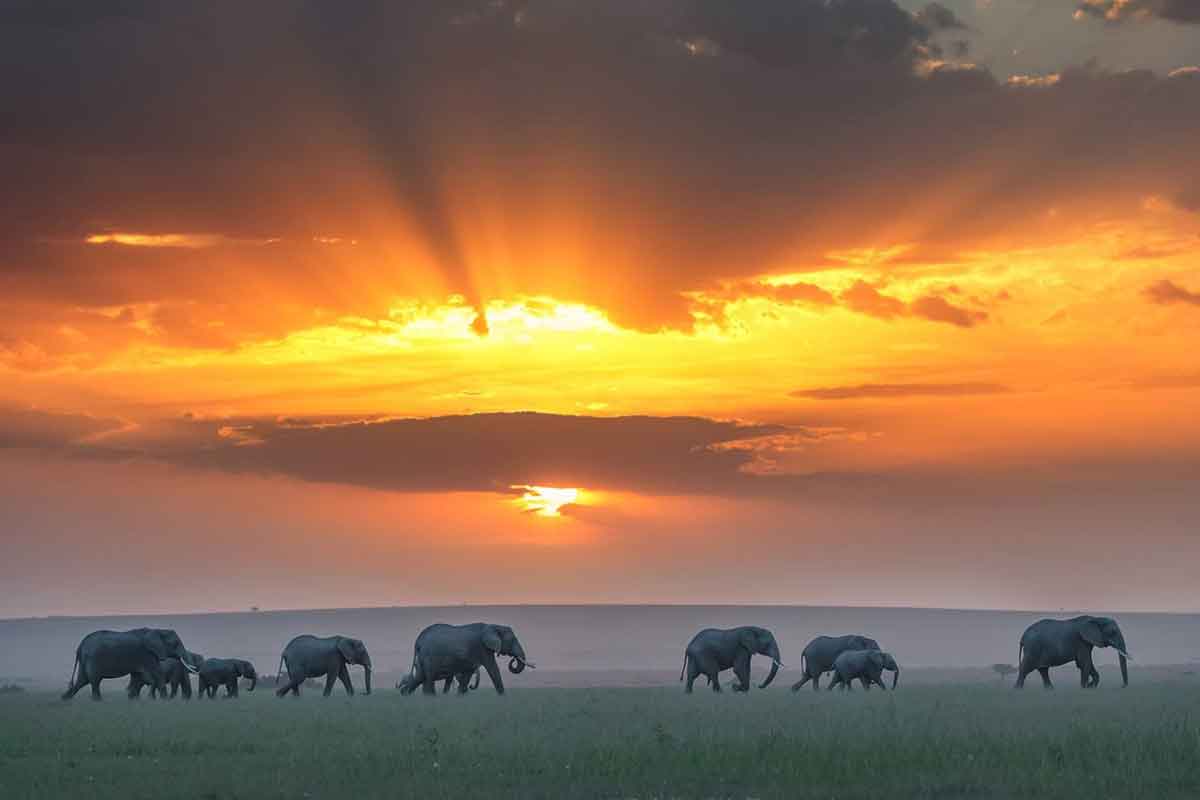 Elefantes a lo lejos durante la puesta de sol en una zona de conservación del Masai Mara, Kenia.