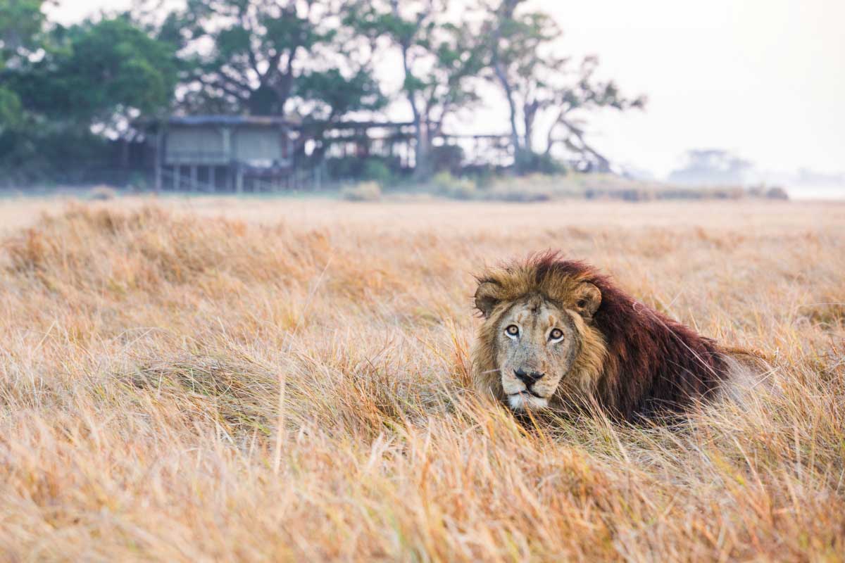 A lion lying in the grass at Shumba Camp in Zambia