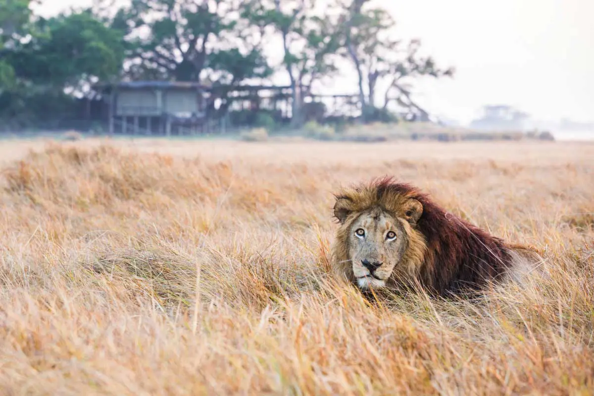 Un león tumbado en la hierba en el campamento Shumba de Zambia
