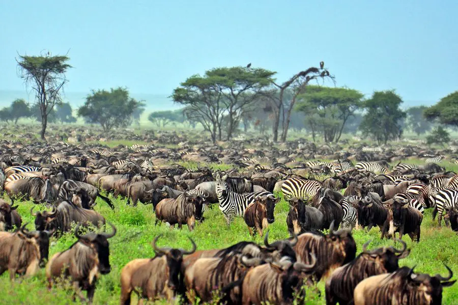 Migración de ñus en el Serengeti, Tanzania | Go2Africa