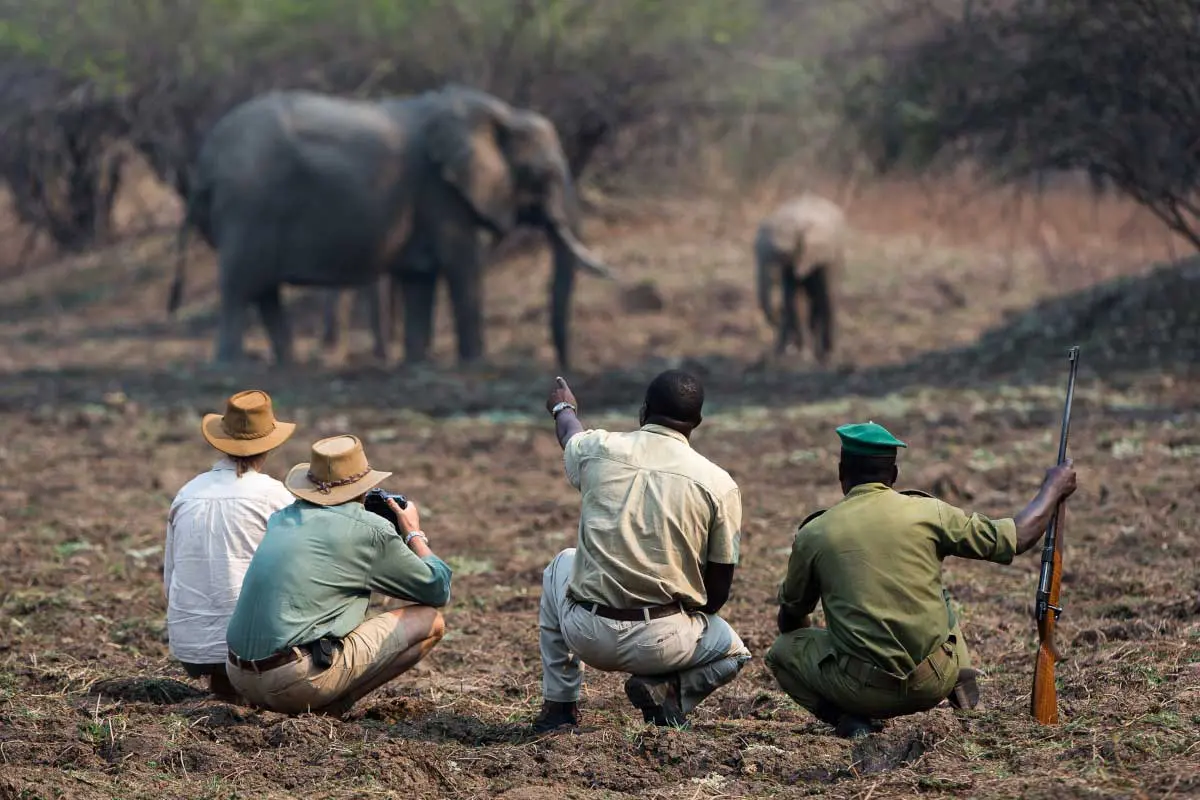 Go2Africa Viajeros con 2 guías en un safari a pie observando elefantes en Zambia