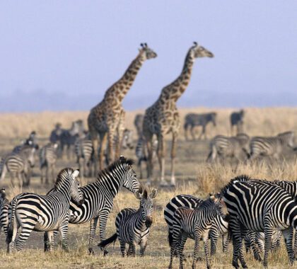 Tanzania Safari – Africa In One Country