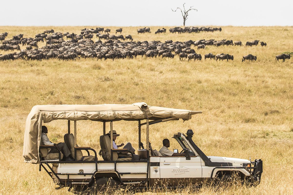 Witness the wildebeest migration on a safari in Tanzania