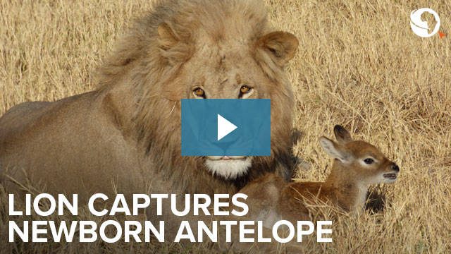 Lion captures newborn antelope | Go2Africa