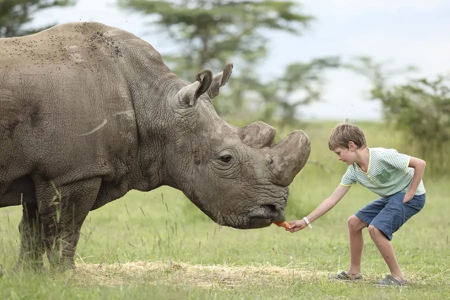 Visiting the endangered species enclosure at Ol Pejeta Bush Camp, Kenya | Go2Africa