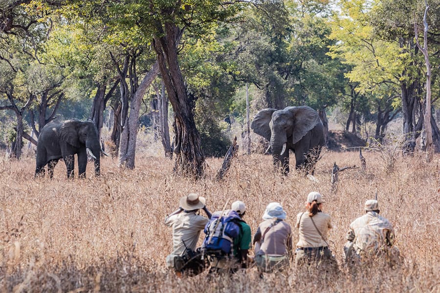 Un grupo de personas observa elefantes durante un safari a pie en South Luangwa, Zambia.