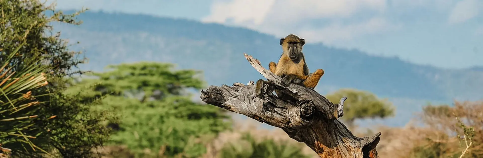 Primate sentado en la rama de un árbol en África | Go2Africa
