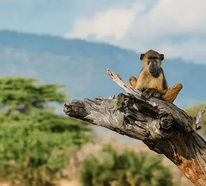 Safari en África oriental o meridional: ¿Cuál es el mejor?