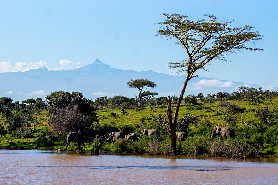 Elephants walk along the river in Laikipia Platau, Kenya.
