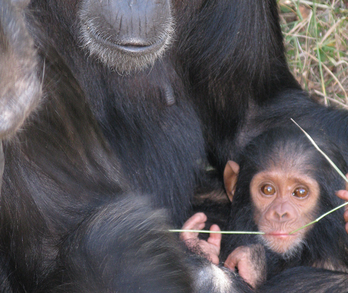 opbc-chimpanzees