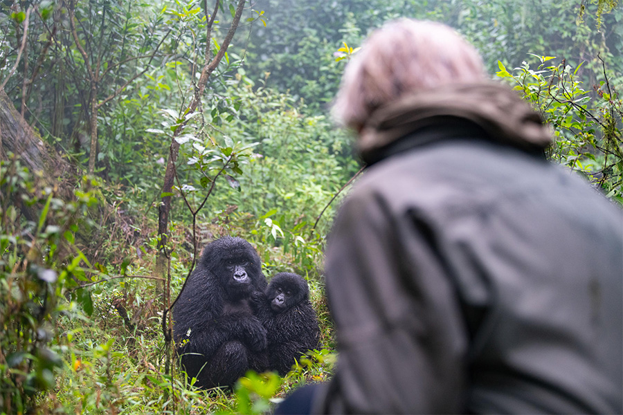 Person encountering gorillas during a gorilla trek at Sabinyo Silberback Lodge in Rwanda.