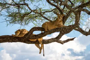 tarangire-tree-climbing-lions